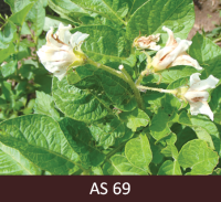 Kartupeļu ziedēšanas beigas. Ziedi uz galvenā stublāja noziedējuši, daļēji nobrūnējuši