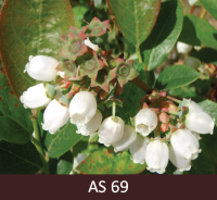 Mellenes ziedēšanas beigas. 