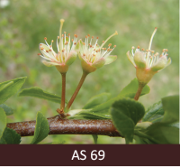 Plūmes zars ar nokaltušiem ziediem, visas vainaglapas nobirušas. 