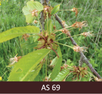 Saldā ķirša zars ar nokaltušiem ziediem, visas vainaglapas nobirušas. 