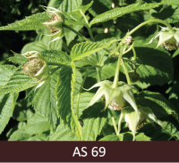 Daļa aveņu ziedu  turpina ziedēt, daļa noziedējusi un aizmetušās pirmās aveņu ogas.