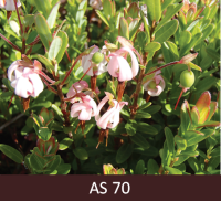 Dzērvenes augļaizmetņu veidošanās sākums. Vairums ziedlapu nobirušas. Veidojas ogu aizmetņi.