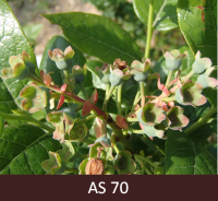 Mellenes augļaizmetņu veidošanās sākums. Vairums ziedlapu nobirušas. Veidojas ogu aizmetņi.