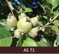 Ābeles zars ar nelieliem augļaizmetņiem.