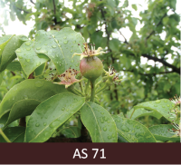 Bumbieres zars ar nelieliem augļaizmetņiem.