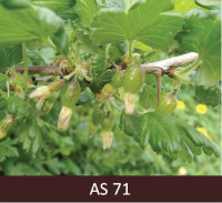 Ērkšķogas zarsar lapām. Tuvplānā redzami ogu aizmetņi. Mazās ērkšķogu odziņas zaļā krāsā.