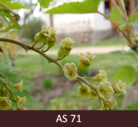 Jānogulāja ķekara pamatnē redzami pirmie zaļie ogaizmetņi.