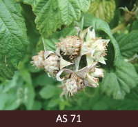 Avenes noziedējušas un sāk veidoties ogas