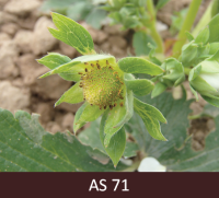 Tuvplānā zemeņu ogas aizmetnis, kas izvirzījies virs kauslapām.