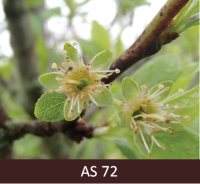 Plūmes zars ar augļaizmetņiem. Zaļie augļaizmetņi apņemti ar kalstošām ziedlapām, kas pakāpeniski nobirst.