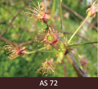 Saldā ķirša zars ar augļaizmetņiem. Zaļie augļaizmetņi apņemti ar kalstošām ziedlapām, kas pakāpeniski nobirst.
