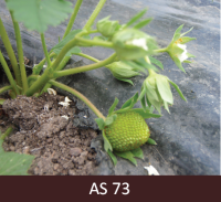 Zemeņu ziedkopas tuvplāns. Uz ogas aizmetņa, kas ir zaļā krāsā redzamas sēkliņas.