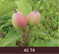 Ābeles zars ar augļiem, kuru diametrs ir apmēram 30-40 mm.