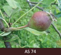 Bumbieres zars ar augli, kura diametrs ir apmēram 30-40 mm.