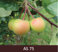 Ābeles zars ar augļiem, kuri sasnieguši apmēram pusi no šķirnei raksturīgā lieluma un nokarājas uz leju. 