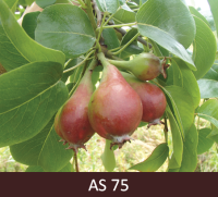 Bumbieres zars ar augļiem, kuri sasnieguši apmēram pusi no šķirnei raksturīgā lieluma un nokarājas uz leju. 