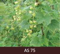 Jāņogu ķekarā pirmās ogas sasniegušas tām raksturīgo lielumu.