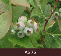 Mellenes, kam puse ogu izveidojušās. 