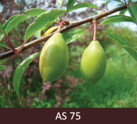 Plūmes zars ar augļiem, augļi sasnieguši pusi no lieluma. 