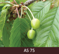 Saldā ķirša zars ar augļiem, augļi sasnieguši pusi no lieluma. 