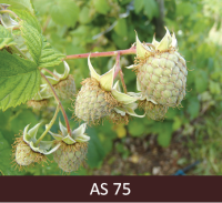 Uz aveņu zara  6 negatavas aveņu ogas