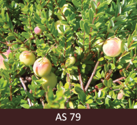 Dzērvenes, kam visas ogas izveidojušās.