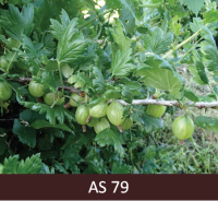 Ērkšķogad zars ar lapām. Uz zara zaļas ogas, kas sasniegušas raksturīgo lielumu.