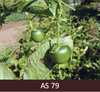 Kartupeļiem izveidojušās zaļas ogas uz galvenā stublāja