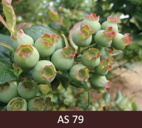 Mellenes, kam visas ogas izveidojušās.