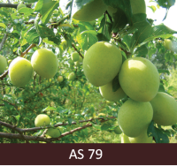 Plūmes zars ar augļiem, augļi ir gandrīz pilnā izmērā, zaļgani. 