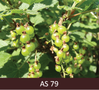 Upeņu ķekarā gandrīz visas ogas sasniegušas tām raksturīgo lielumu.