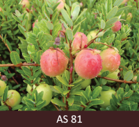 Dzērvenes ogu gatavošanās sākums. Ogas sāk iekrāsoties.