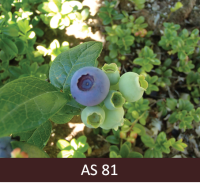 Mellenes ogu gatavošanās sākums. Ogas sāk iekrāsoties.