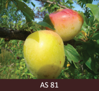 Plūmes zars ar augīem, augļa miza sāk krāsoties. 