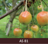 Saldā ķirša zars ar augļiem, augļa miza sāk krāsoties. 