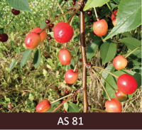 Skābā ķirša zars ar augļiem, augļa miza sāk krāsoties. 