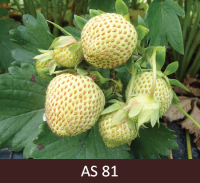 Ziedkopas tuvplāns. Lielākā daļa ogu ziedkopā ir baltas. Uz ogām labi redzamas sēkliņas tumšākā krāsā.