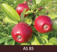 Ābeles zars ar āboliem, kuriem izveidojies raksturīgais augļa krāsojums.