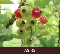 Jāņogu ķekara pamatnē pirmajām ogām izveidojies raksturīgais, sarkanais, krāsojums.