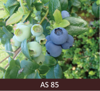 Mellenes ogu pirmā raža. 