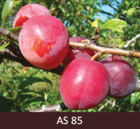 Plūmes zars ar augļiem, augļiem izveidojies krāsojums. 