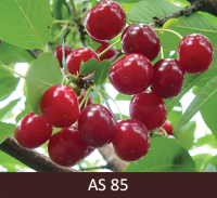 Saldā ķirša zars ar augļiem, augļiem izveidojies krāsojums. 