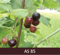 Upeņu ķekara pamatnē pirmajām ogām izveidojies raksturīgais, tumšais, krāsojums.