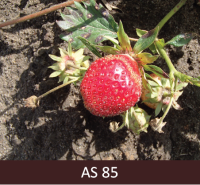 Ziedkopas tuvplāns. Pirmā oga nogatavojusies sarkana.