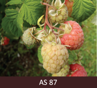 Aveņu ogas sāk nogatavoties, dažas ogas sārtojas, bet dažas vēl zaļas