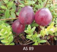 Dzērvenes ogas nogatavojušās. 