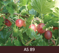 Tuvplānā uz ērkšķogas zara pilnīgi nogatavojušās ogas. Ogas sarkanīgā krāsā.