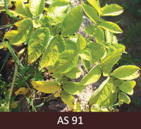 Apakšējās lapas kartupeļiem sāk nodzeltēt