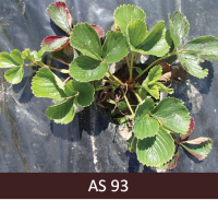 Zemeņu cera vecākās lapas sāk atmirt, bet vēl ar raksturīgu krāsu, cerā sāk veidoties jaunās lapiņas.