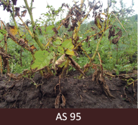 Kartupeļiem lapas lapas atmirušas un nobrūnējušas